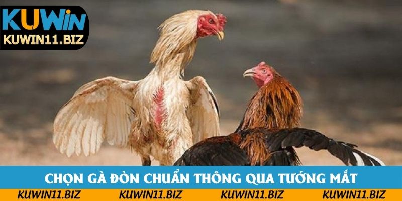Chọn gà đòn chuẩn thông qua tướng mắt Chọn gà đòn chuẩn thông qua tướng mắt