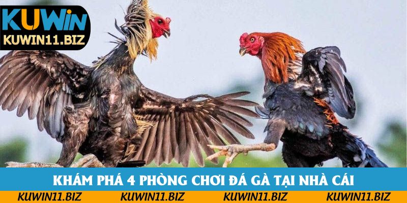Khám phá 4 phòng chơi đá gà tại nhà cái Khám phá 4 phòng chơi đá gà tại nhà cái