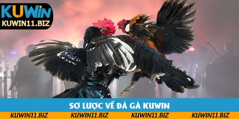 Sơ lược về đá gà Kuwin Sơ lược về đá gà Kuwin