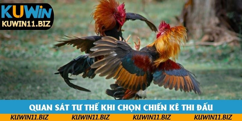 Quan sát tư thế khi chọn chiến kê thi đấu Quan sát tư thế khi chọn chiến kê thi đấu