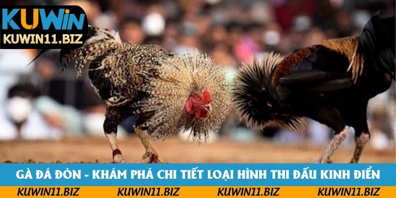 Gà Đá Đòn - Khám Phá Chi Tiết Loại Hình Thi Đấu Kinh Điển