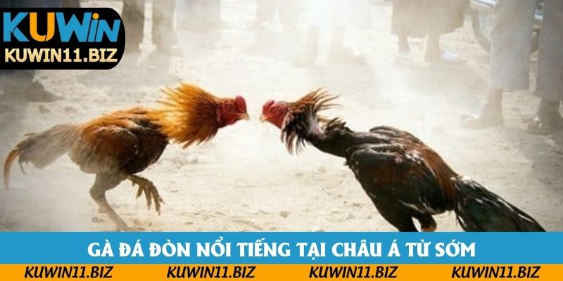Gà đá đòn nổi tiếng tại châu Á từ sớm Gà đá đòn nổi tiếng tại châu Á từ sớm